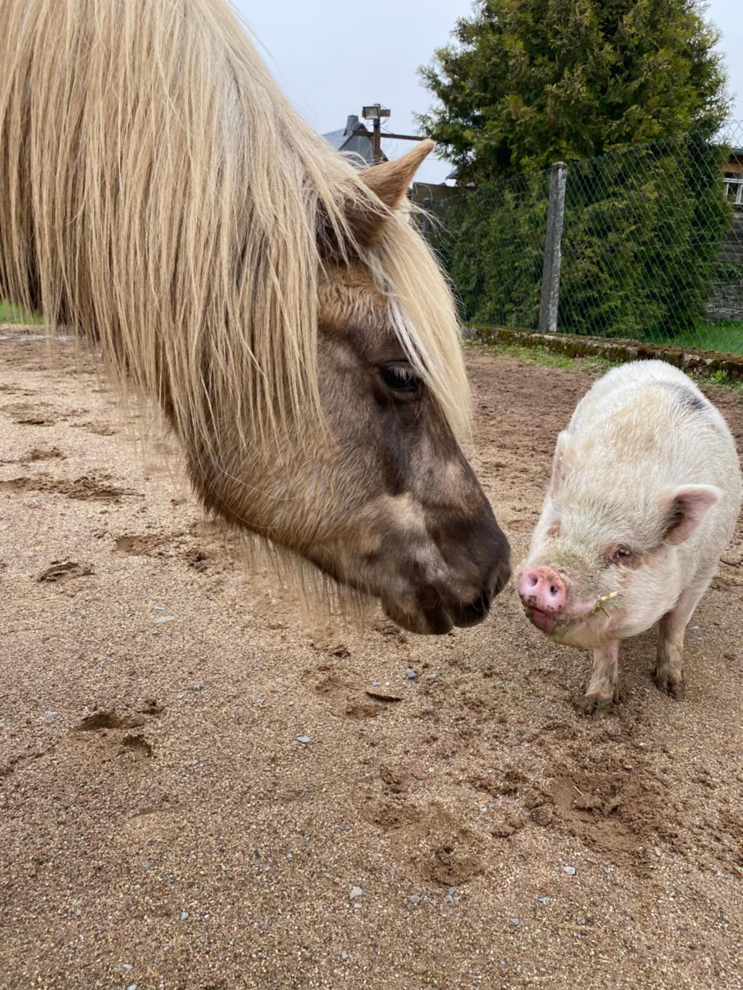 Landhof Lieg - Tierische Auszeit In Unseren Gemuetlichen Ferienwohnungen 外观 照片